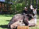 northernmainebear