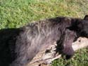 rosslake-bear