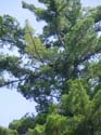 Maine Wildlife Photography