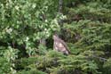 Maine Wildlife Viewing