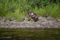 Maine Wildlife