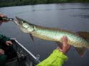 Musky fishing Maine