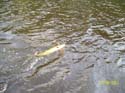 North Maine Woods fishing