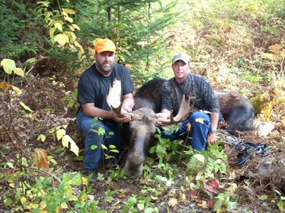 mainemoose_01