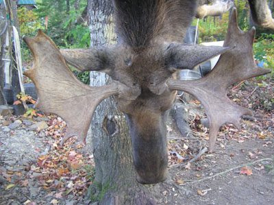 mainemoose_03