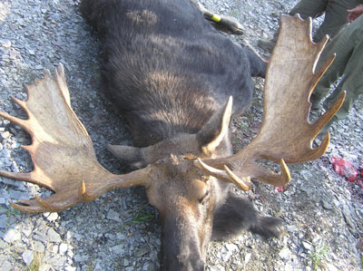 mainemoose_05