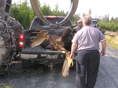 mainemoose_08