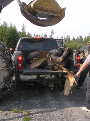 mainemoose_09