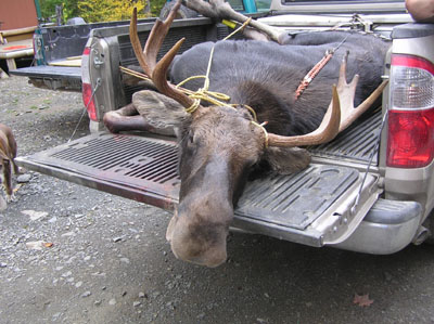 mainemoose_14