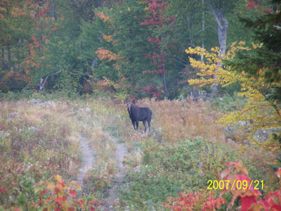 moosehunting_03