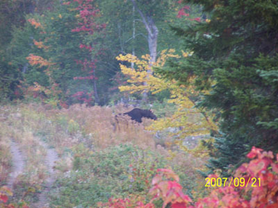 moosehunting_05