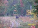 moosehunting_04