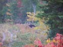 moosehunting_05