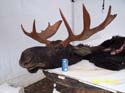 moosehunting_11