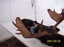 moosehunting_13