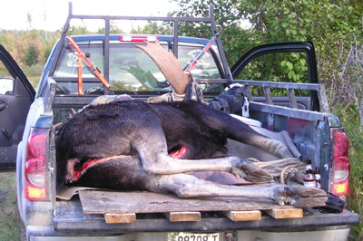 hunting-moose