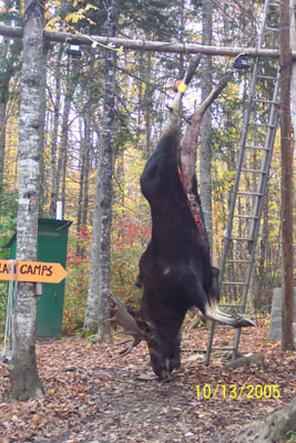 northmainemoose