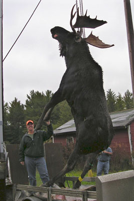recordmoose