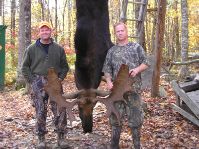 trophymainemoose