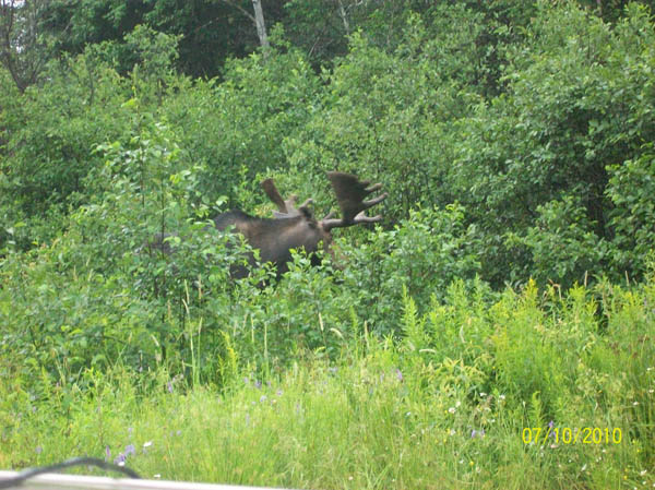 Moose