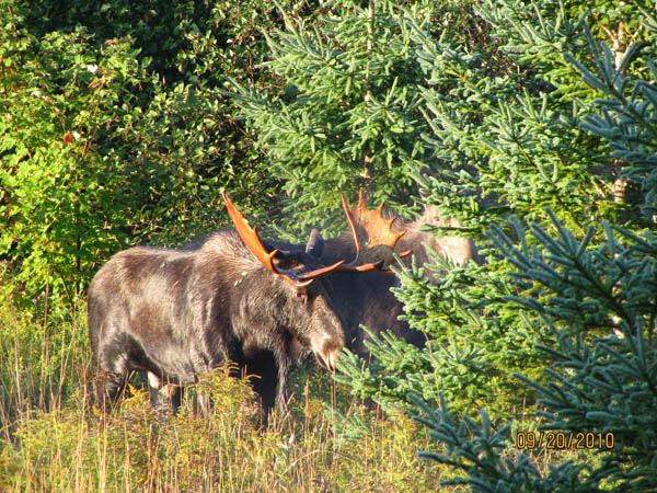 Moose