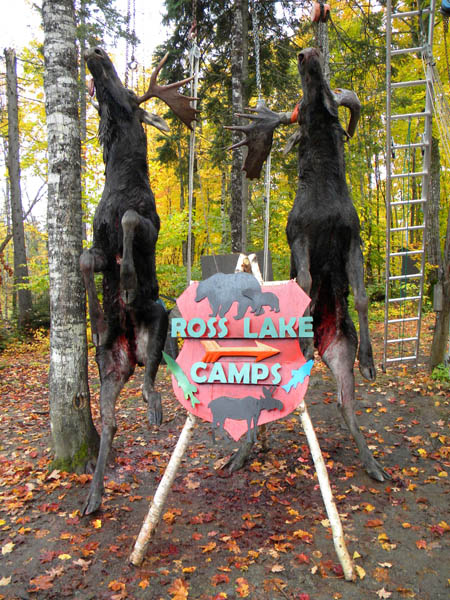 Moose