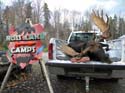 Registered Maine Gui#1A88AE