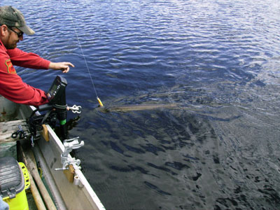 landingmuskie
