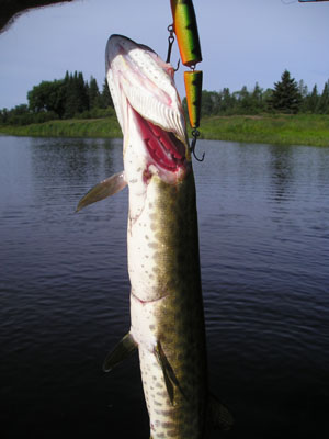 muskie-lure