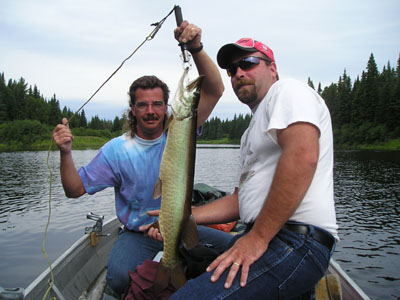 muskiefish