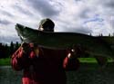 don-muskie