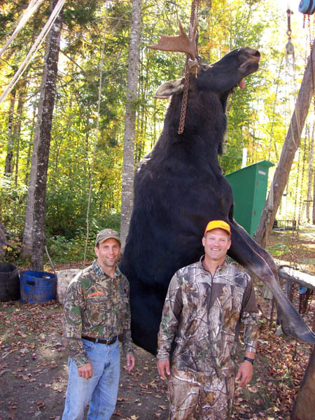 Moose