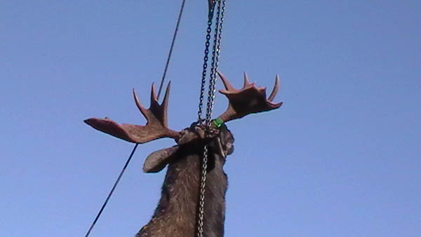 Trophy