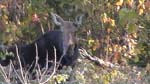Alces Alces Americana