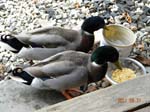 Drake Mallard