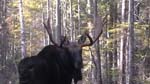 Maine Moose