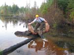 Trophy Bull Moose