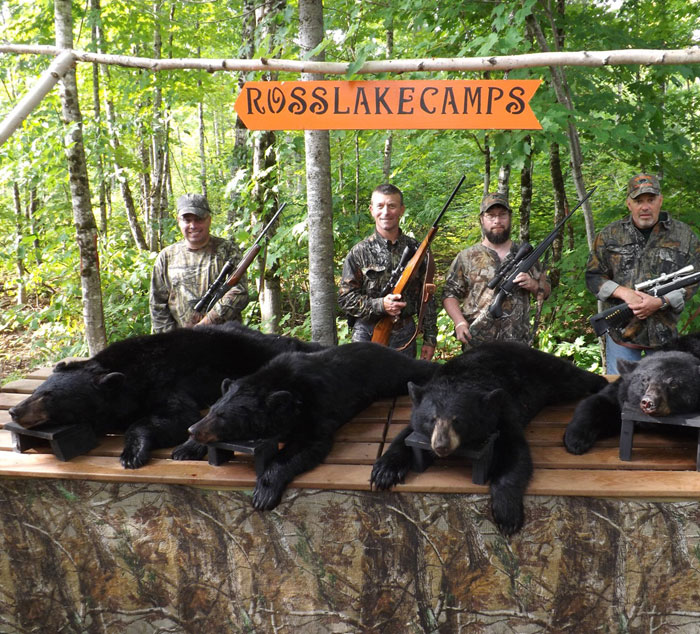 Maine black bear