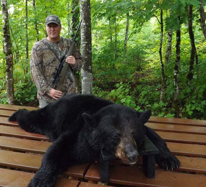 maine bear