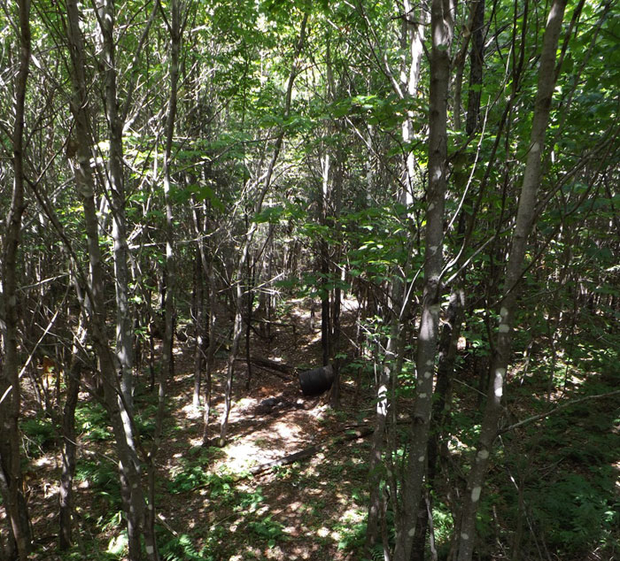 cost to hunt for black bear