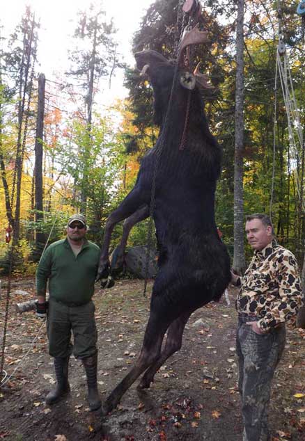 Guided Moose hunting in Maine