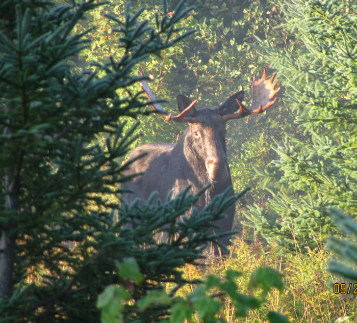 Ross Lake Camps Maine Moose Hunting