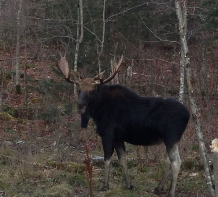 Ross Lake Camps Maine Moose Hunting