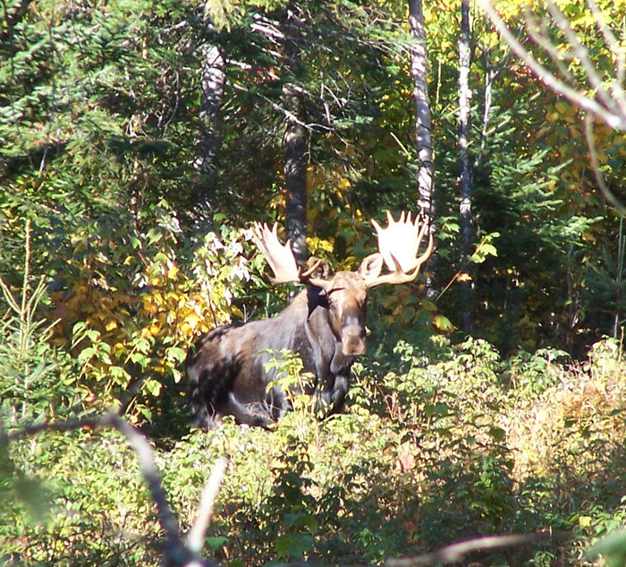 Ross Lake Camps Maine Moose Hunting